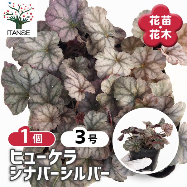 ヒューケラ シナバーシルバー 花苗 3号/1個売り ひゅーけら お花