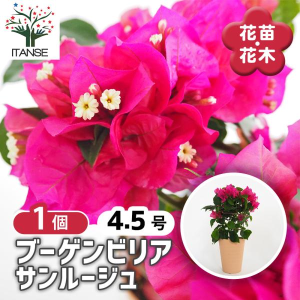 ブーゲンビリア サンルージュ 花苗 4.5号/1個売り
