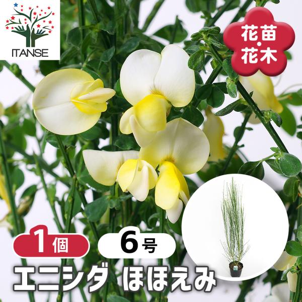エニシダ ほほえみ 花木苗 6号/1個売り 花木の苗 花苗 花の苗 花 苗