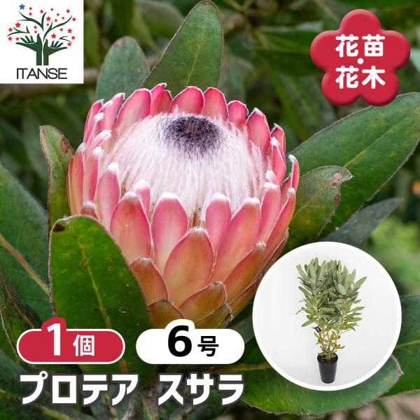プロテア スサラ プロテア スサラ 花木苗 6号/1個売り 美しく彩られた大型の総苞