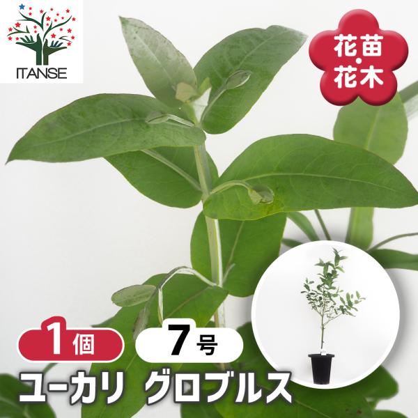 ユーカリ グロブルス 花木苗 7号/1個売り ユーカリの苗 ユーカリの苗木