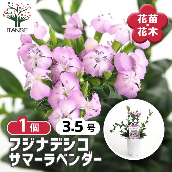 菜花ページ 41KMJGkLfjL._AC_SY200_QL15_.jpg