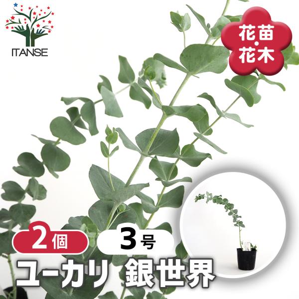 ユーカリ 銀世界 花木苗 3号/お買い得2個セット ユーカリの苗