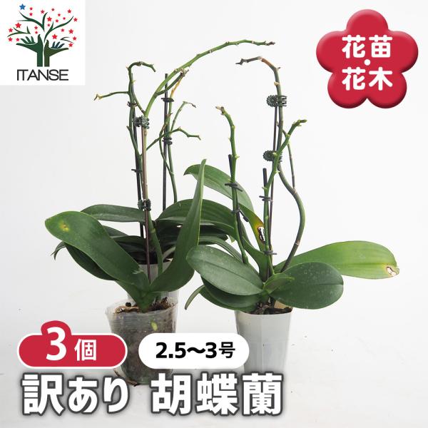 胡蝶蘭 ミディ 訳あり 花苗 /お買い得3個セット ラン科 ファレノプシス Phalaenopsis コチョウラン 着生ラン お花の苗 花 生け花