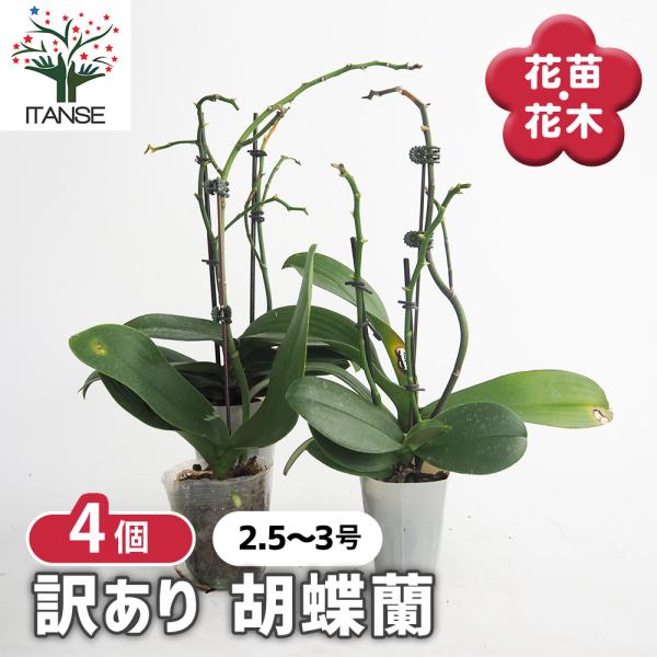 胡蝶蘭 ミディ 訳あり 花苗 /お買い得4個セット ラン科 ファレノプシス Phalaenopsis コチョウラン 着生ラン お花の苗 花 生け花