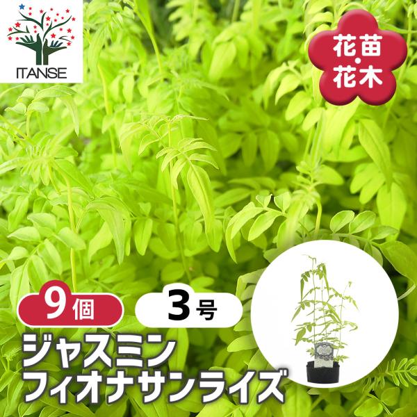 ジャスミン フィオナサンライズ 花木苗 3号/お買い得9個セット 花苗 花