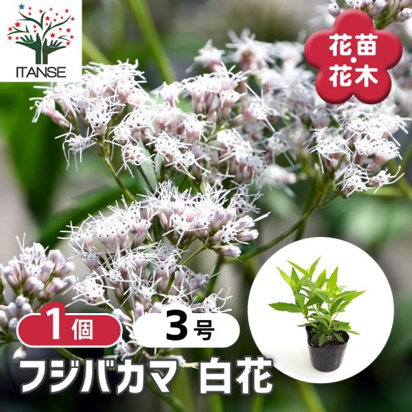 山野草 藤袴ガチャ⑥ 白いフジバカマ 抜き苗 山野草 藤袴ガチャ⑥ 白いフジバカマ 抜き苗