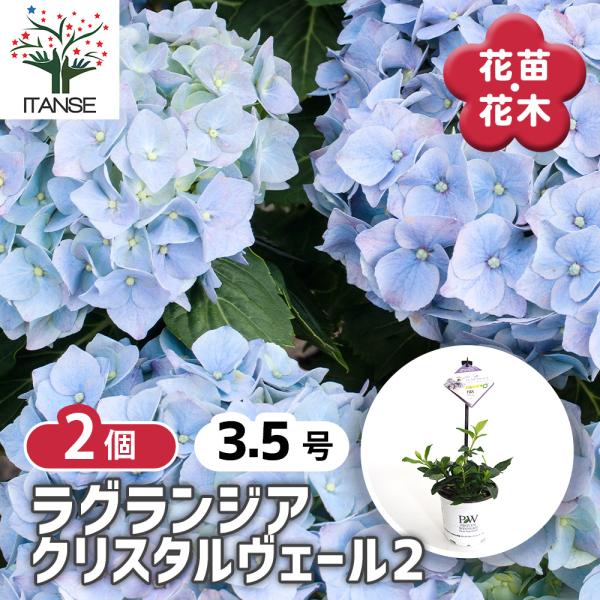 ラグランジア クリスタルヴェール2 花木苗 3.5号/お買い得2個セット