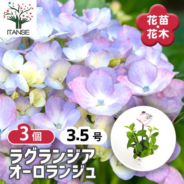 アジサイ　ラグランジアン　オーロランジュ　花苗木 ラグランジア オーロランジュ 花木苗 3.5号/お買い得3個セット