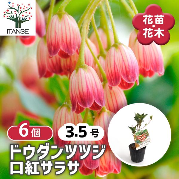 itanse_han07836