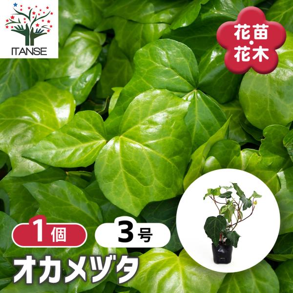 オカメヅタ 花木苗 3号/1個売り ヘデラ・カナリエンシス つる性 常緑