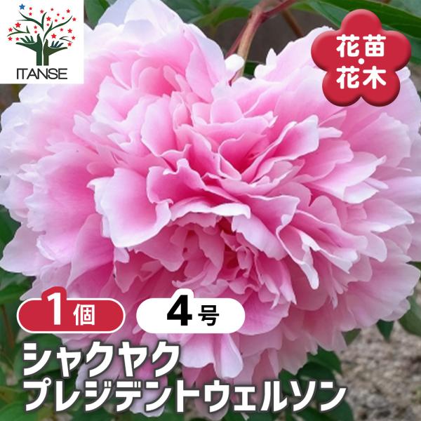シャクヤク プレジデントウェルソン 花木苗 4号/1個売り 芍薬 シンボル
