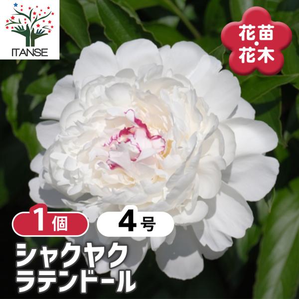 シャクヤク ラテンドール 花木苗 4号/1個売り 芍薬 シンボルツリー