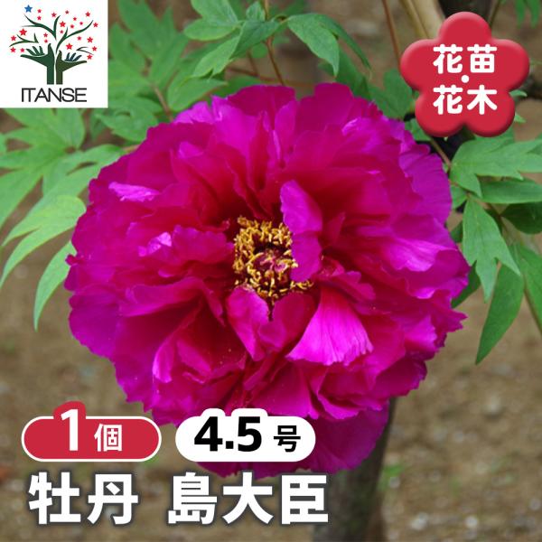 牡丹 島大臣 花木苗 4.5号/1個売り 花の王 お花の苗 花 生け花 切花