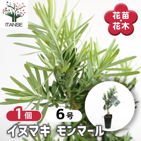 イヌマキ モンマール 花木苗 6号/1個売り 青銀色 ピラミッド型 生垣