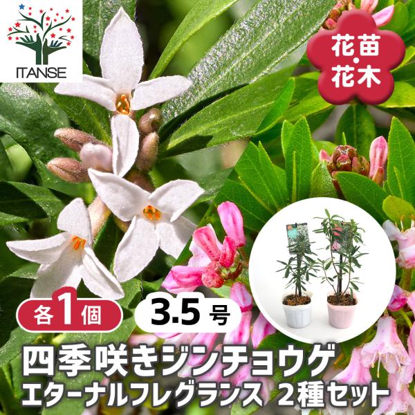四季咲きジンチョウゲ エターナル2種3. 花木苗 3.5号/1個売り 沈丁花