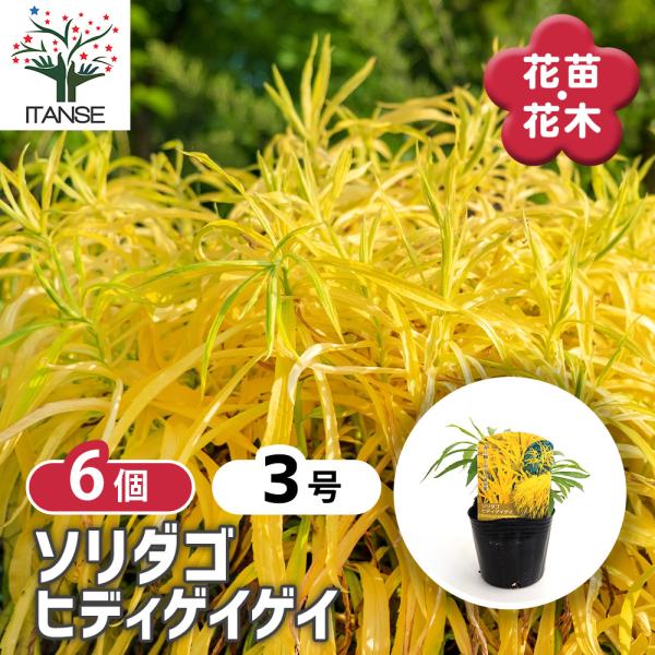 ソリダゴ ヒディゲイゲイ 花苗 3号/お買い得6個セット キク科 耐寒性