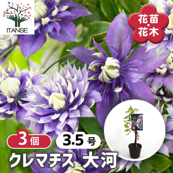 【こはな】【ゆいか】　2苗クレマチス クレマチス 2品種の通販はau PAY マーケット - 輸入雑貨のネット