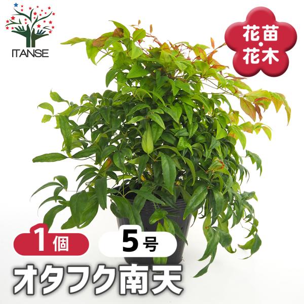 オタフク南天 庭木 5号/1個売り 花木 花木の苗 花苗 お多福 オカメ