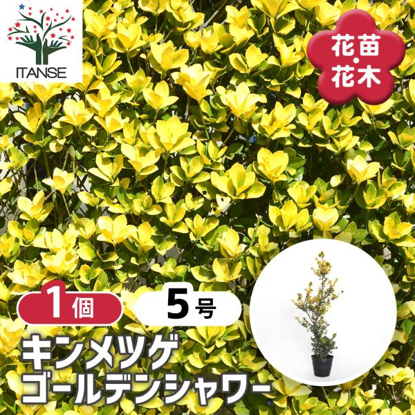 【品種特徴】新芽が金色になることから、「キンメツゲ」と呼ばれているツゲです。その中でもゴールデンシャワーは、葉が小さく、通常のキンメツゲよりも、より鮮やかな新芽の黄色が楽しめます。緑の葉と、黄色の新芽のコントラストが楽しめる、葉を楽しむカラ...