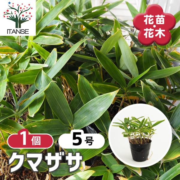 熊笹　クマザサ　250枚　門松　正月 itanse_han08092