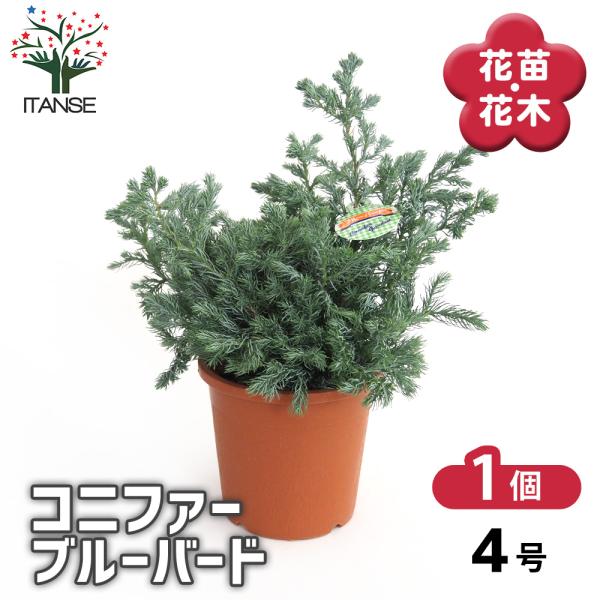 コニファー ブルーバード 庭木 4号/1個売り 常緑 針葉樹 クリスマス