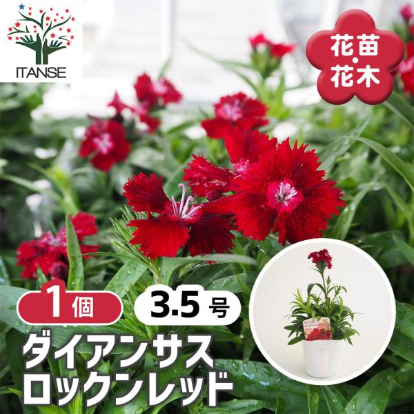 ダイアンサス ロックンレッド 花苗 3.5号/1個売り 花の苗 花 苗