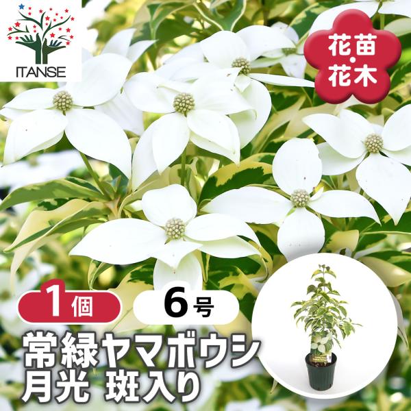 常緑ヤマボウシ 月光斑入り 花木苗 6号/1個売り ヤマボウシ苗