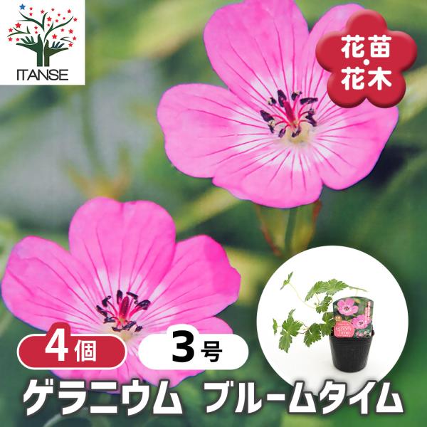レア種 ゲラニウム(フウロソウ) ”ウラッソビアヌム ポット苗速達発送 苗 レア種 ゲラニウム(フウロソウ) ”ウラッソビアヌム ポット苗速達発送