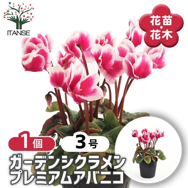 ガーデンシクラメン プレミアムアバニコ 花苗 3号/1個売り シクラメン