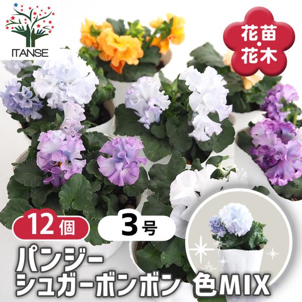 限定価格‼️❗車両付き限定品‼️✨SPクオリティ✨菜の花列車✨ジオラマ パンジー シュガーボンボン色MIX 花苗 3.5号/お買い得12個セット