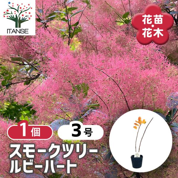 itanse_han08354