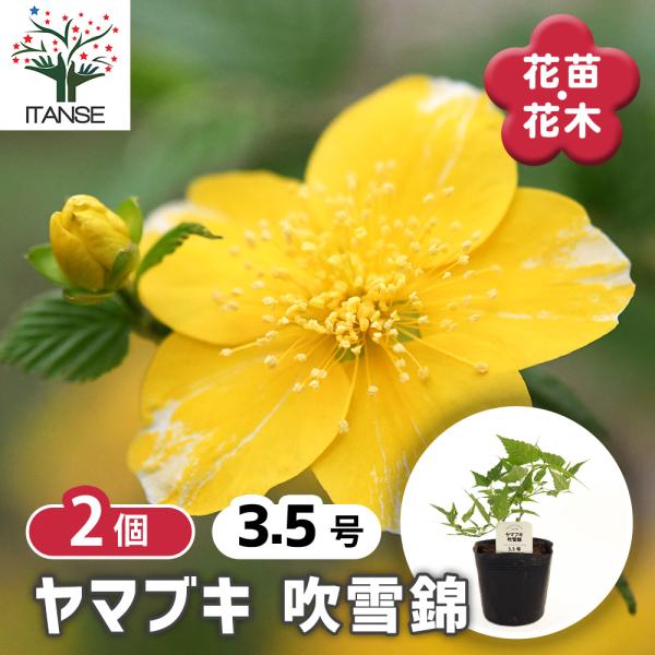 ヤマブキ(山吹) 吹雪錦 花木苗 3.5号/お買い得2個セット 山吹苗 山吹の