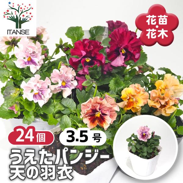 薔薇の花、パンジー　額紫陽花の3点セット　ゴードンさん 楽天市場】パンジー 彩翠華 さいすいか yuragii ゆらぎ 【2025年新品種