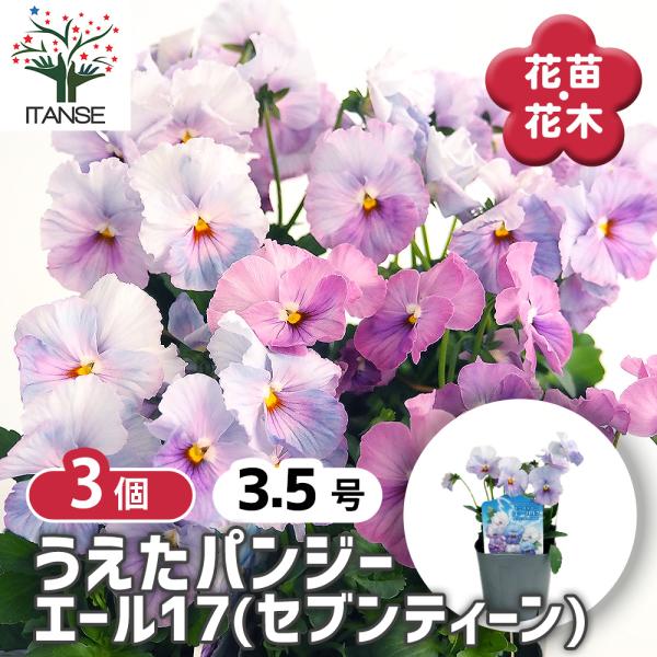 薔薇の花、パンジー　額紫陽花の3点セット　ゴードンさん うえたコレクション パンジー・ビオラ エール17 (セブンティーン) 花苗