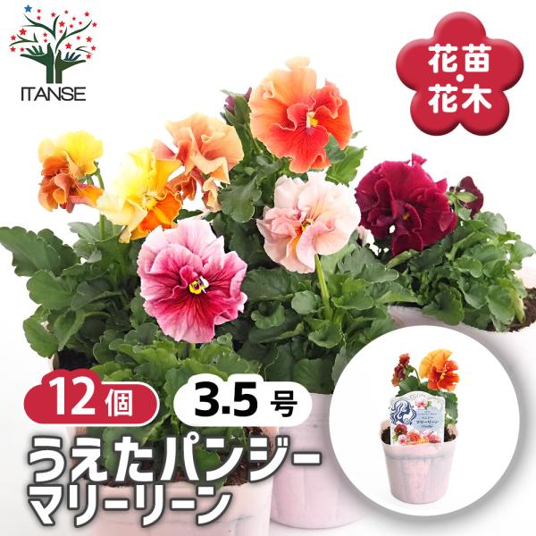 パンジー・ビオラ12個セットで彩る春の庭