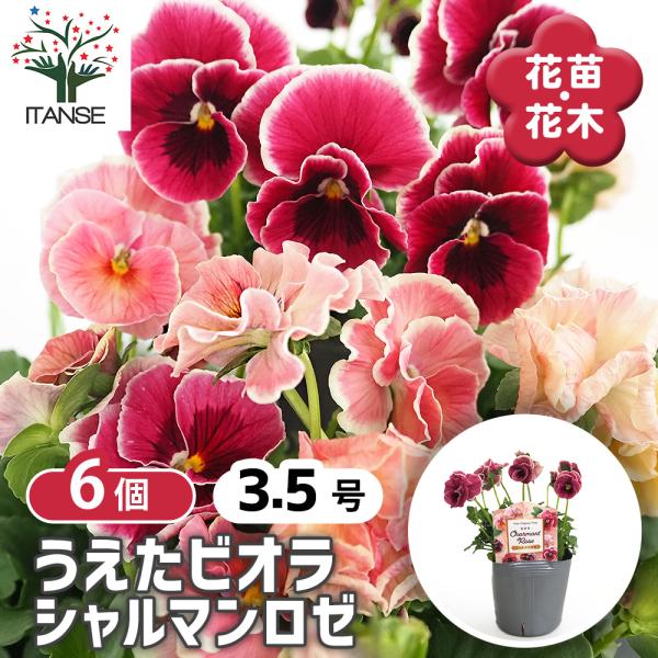 うえたコレクション パンジー・ビオラ シャルマンロゼ 花苗 3.5号