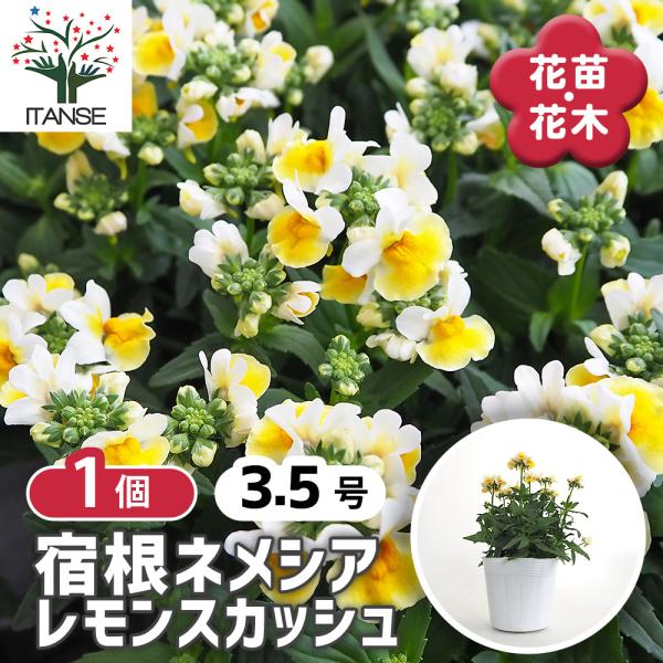 宿根ネメシア レモンスカッシュ 花苗 3.5号/1個売り ネメシア属