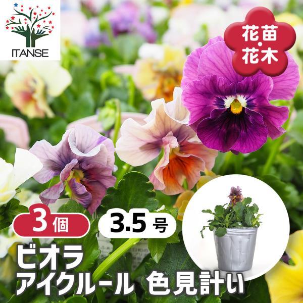 ビオラ アイクルール色見計い 花苗 3.5号/お買い得3個セット 花の苗