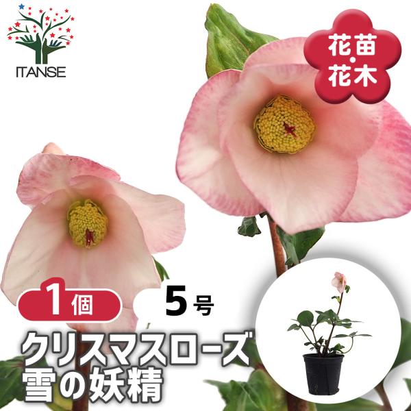 クリスマスローズ 雪の妖精 花苗 5号/1個売り クリスマスローズ苗