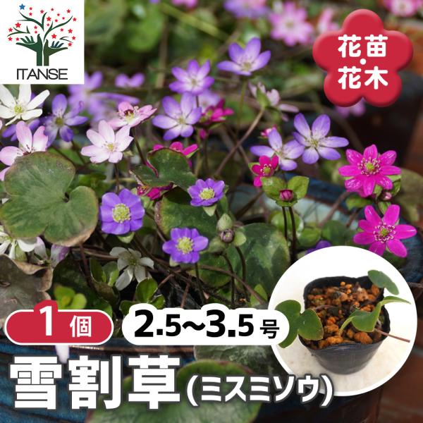 itanse_han08727