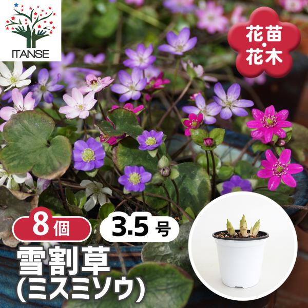 ※花色・花形・咲き方には個体差があり、写真と異なる場合があります。ご了承ください。【品種特徴】 まだ雪が残る早春に、雪を割るようにして可憐な花を咲かせることから名付けられた「雪割草」。 「春の妖精」「スプリング・エフェメラル」とも呼ばれ、古...