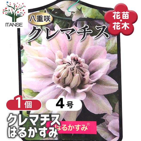 クレマチス はるかすみ 花苗 4号/1個売り 花の苗 花木の苗 花木 風車