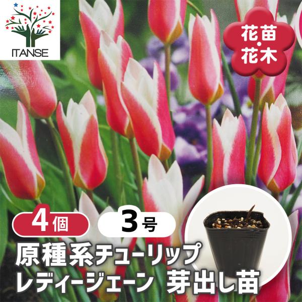 原種系チューリップ レディージェーン 芽出し苗 花苗 3号/お買い得4個
