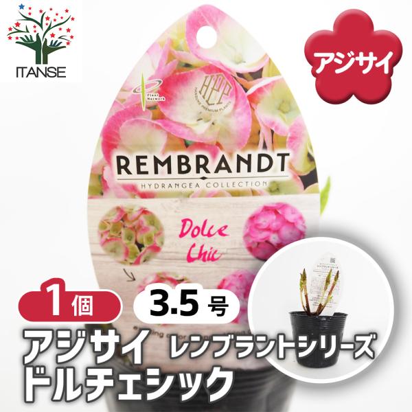 アジサイ レンブラント ドルチェシック 花木苗 3.5号/1個売り あじさい