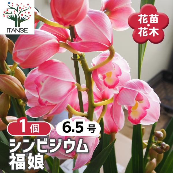 【PVP登録出願中 / 海外への持出や営利目的の増殖は禁止されています】 【品種特徴】 日本有数の洋ラン生産者「河野メリクロン」さんが育種した、美しいピンク系のシンビジウムです。 「福娘」という縁起の良い名前と、優しくも華やかな花姿は、冬の...