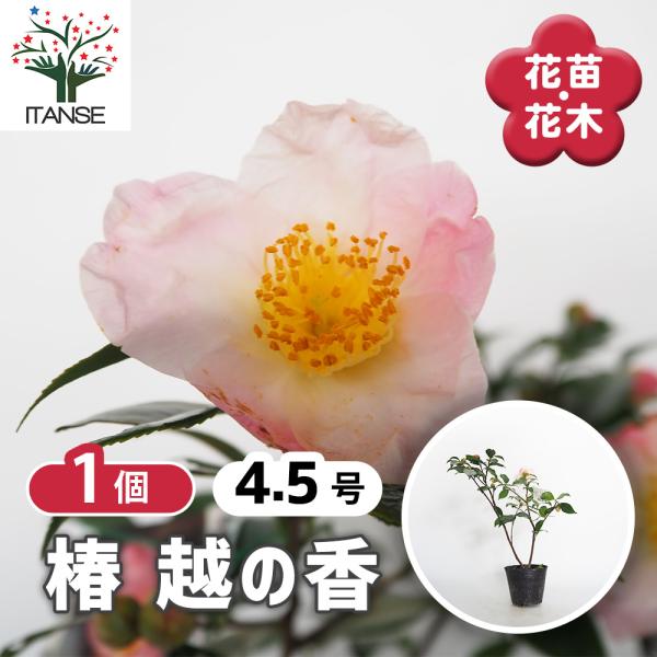 椿(ツバキ)の苗木 越の香 花木苗 4.5号/1個売り ツバキ苗 ツバキの苗木