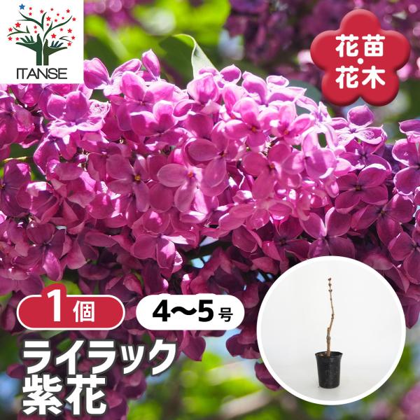 ライラック 紫花 花木苗 4号/1個売り 花木 園芸品種 観賞用