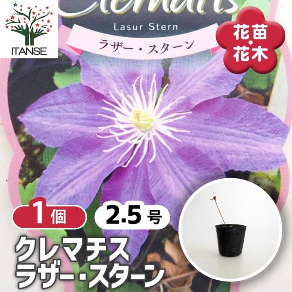 クレマチス ラザースターン 花苗 2.5号/1個売り 花の苗 花木の苗 花木