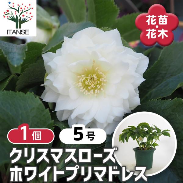 クリスマスローズ　ホワイト　1苗 クリスマスローズ ホワイトプリマドレス 花苗 5号/1個売り クリスマス